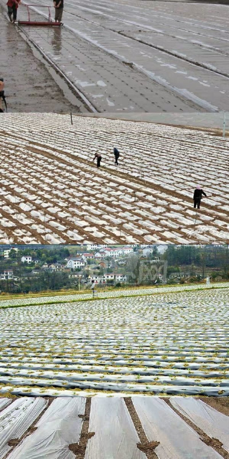 地膜，银黑地膜，白地膜农用除草银黑双色反光地膜