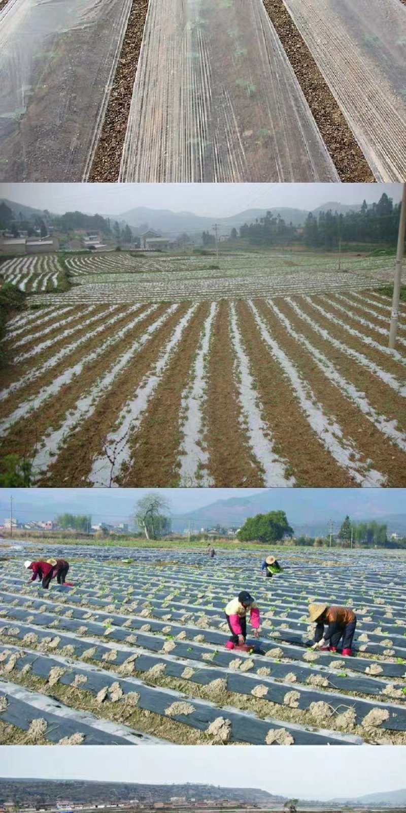 地膜，银黑地膜，白地膜农用除草银黑双色反光地膜