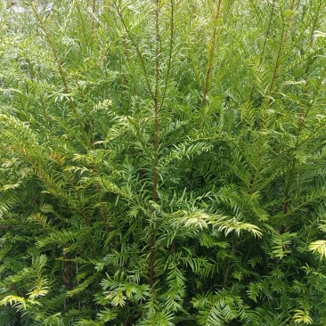 1米2高南方红豆杉树苗