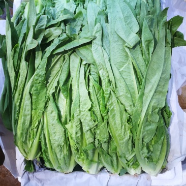 油麦菜