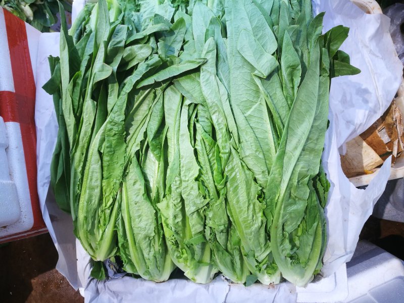 油麦菜