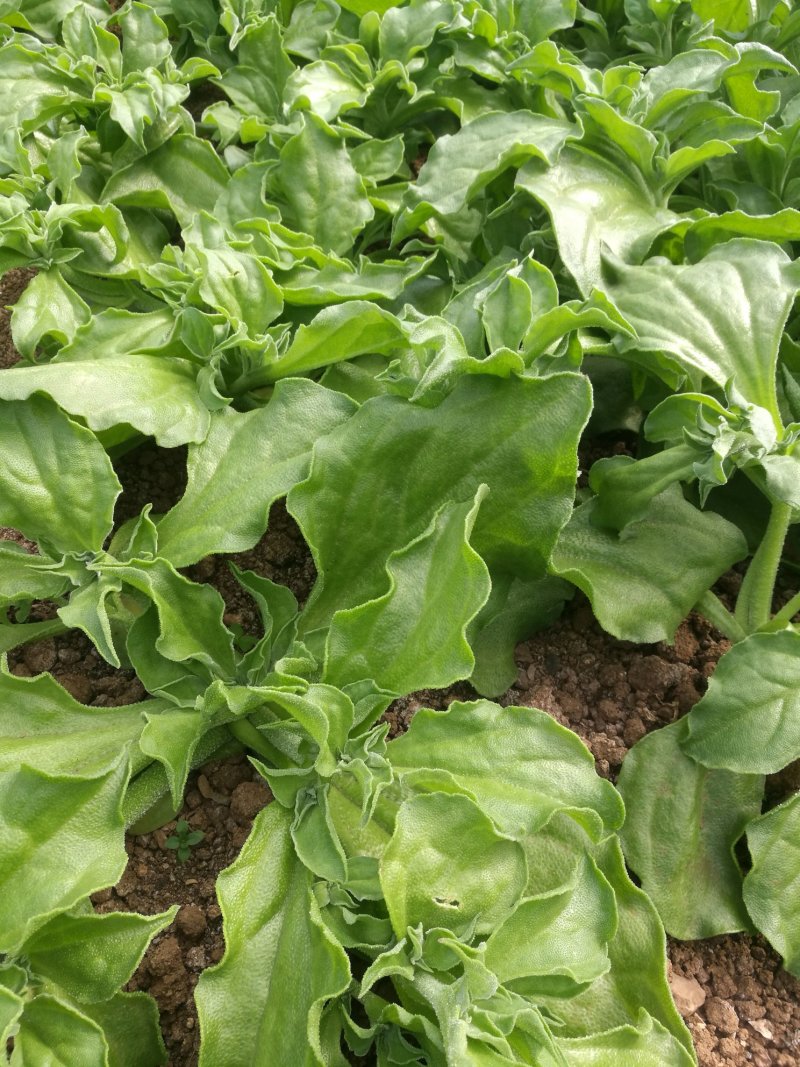 冰草