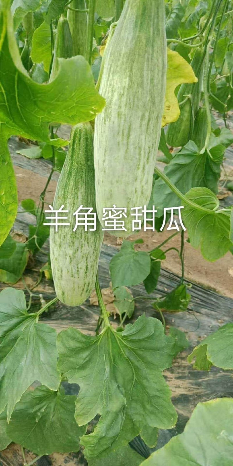 山东省潍坊羊角蜜甜瓜羊角翠甜瓜电商团购平台