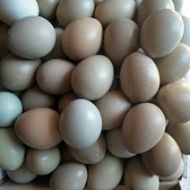 七彩山鸡种蛋