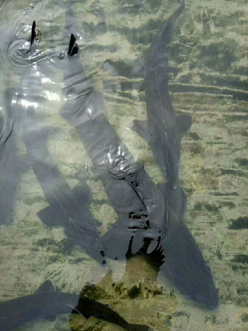 鲟鱼