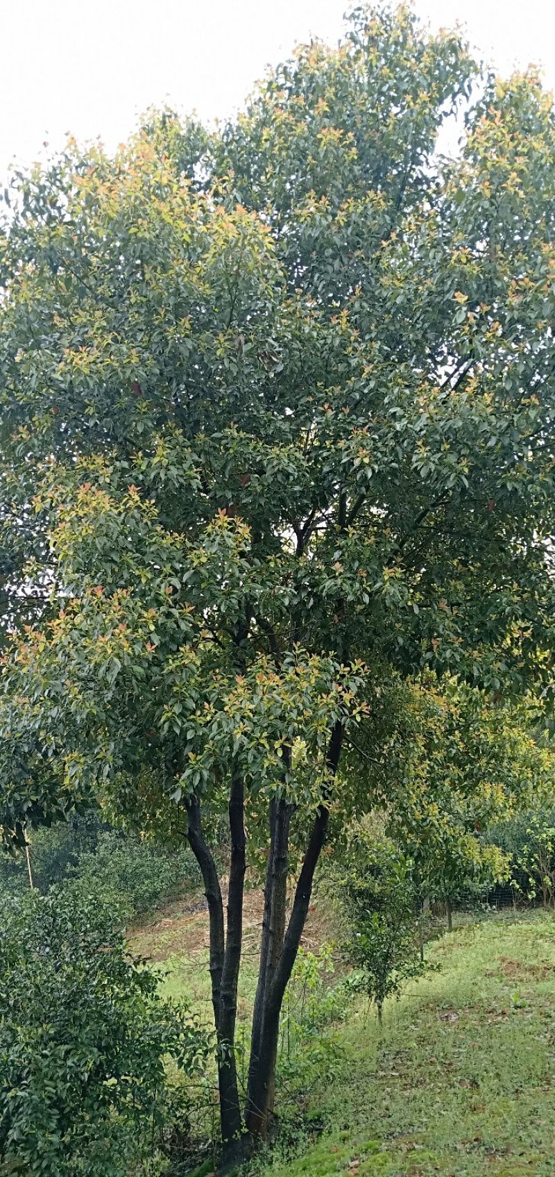 多杆朴树丛生朴树多头朴树骨架移植朴树发帽朴树