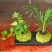 苔藓球植物套装懒人植物创意常春藤鹅掌材松椰树鸟巢蕨盆