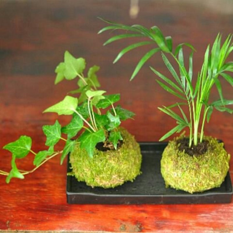苔藓球植物套装懒人植物创意常春藤鹅掌材松椰树鸟巢蕨盆