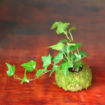 苔藓球植物套装懒人植物创意常春藤鹅掌材松椰树鸟巢蕨盆
