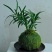 苔藓球植物套装懒人植物创意常春藤鹅掌材松椰树鸟巢蕨盆