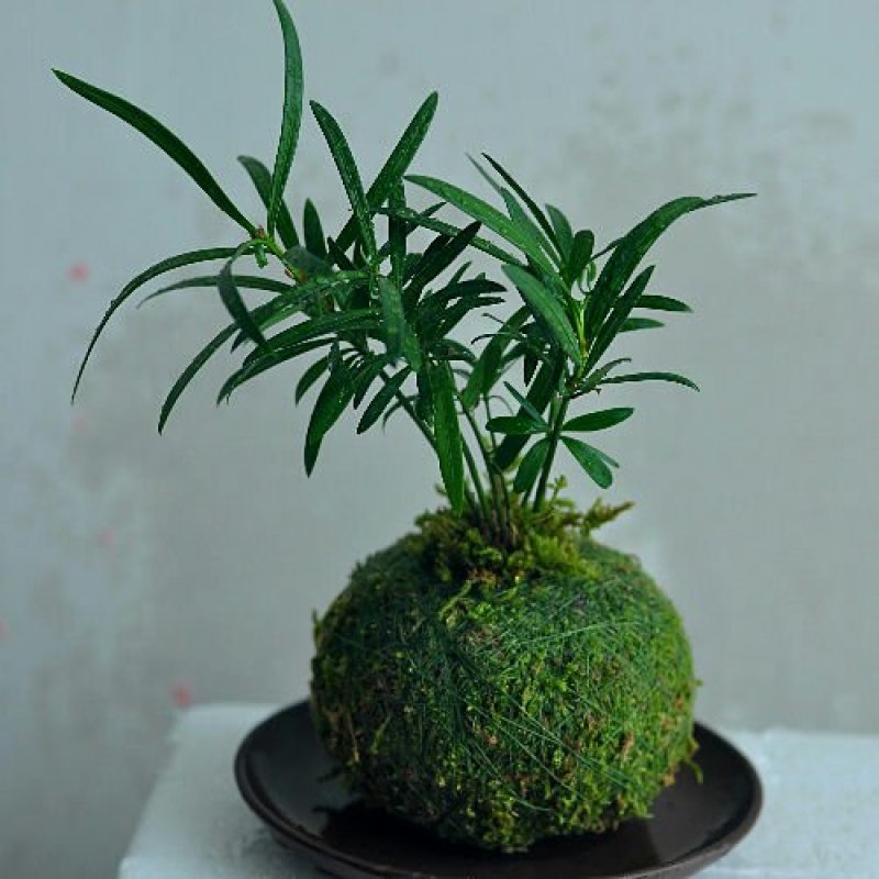 苔藓球植物套装懒人植物创意常春藤鹅掌材松椰树鸟巢蕨盆