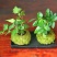 苔藓球植物套装懒人植物创意常春藤鹅掌材松椰树鸟巢蕨盆