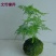 苔藓球植物套装懒人植物创意常春藤鹅掌材松椰树鸟巢蕨盆