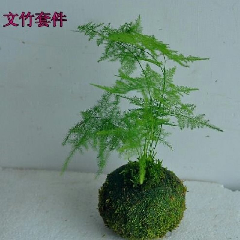 苔藓球植物套装懒人植物创意常春藤鹅掌材松椰树鸟巢蕨盆