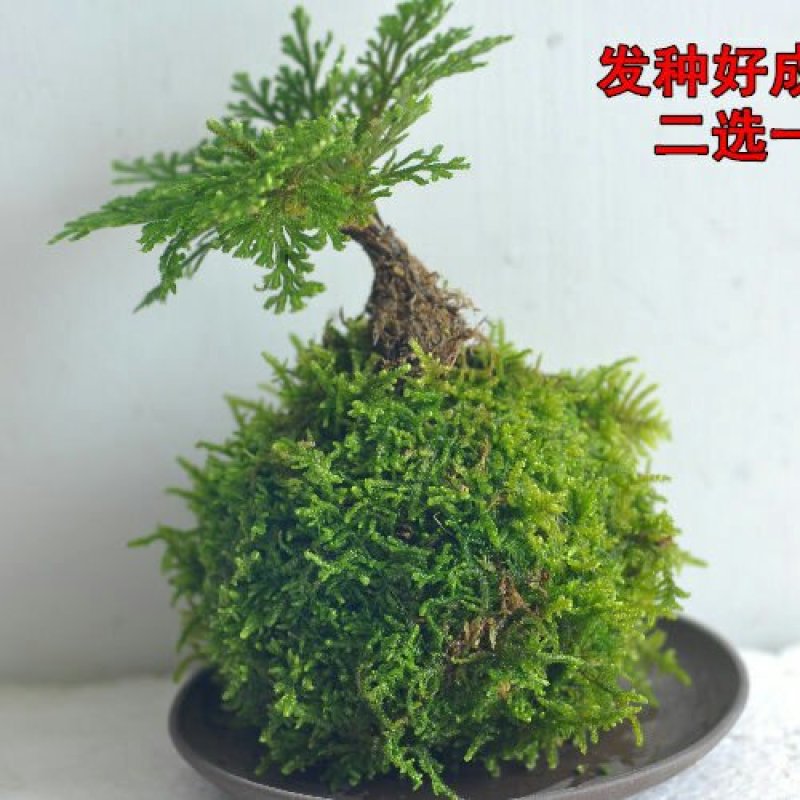 苔藓球植物套装懒人植物创意常春藤鹅掌材松椰树鸟巢蕨盆