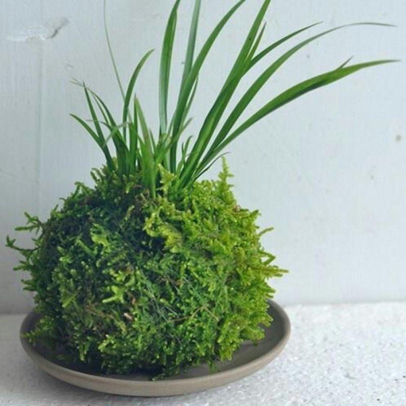 苔藓球植物套装懒人植物创意常春藤鹅掌材松椰树鸟巢蕨盆