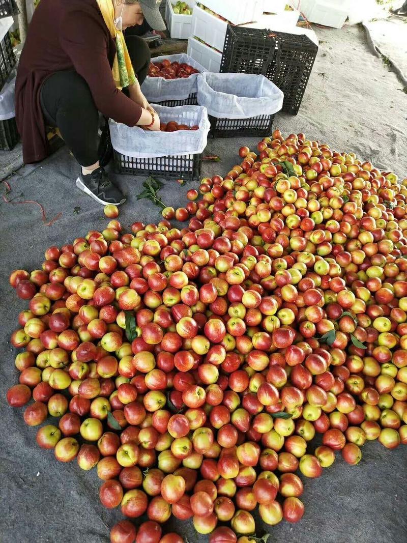 油桃货源充足价格美丽一手货源品种多中油油桃