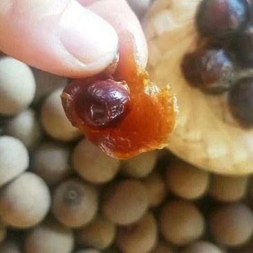 新货正宗莆田小核桂圆干肉厚薄壳龙眼肉干批发干货零食补