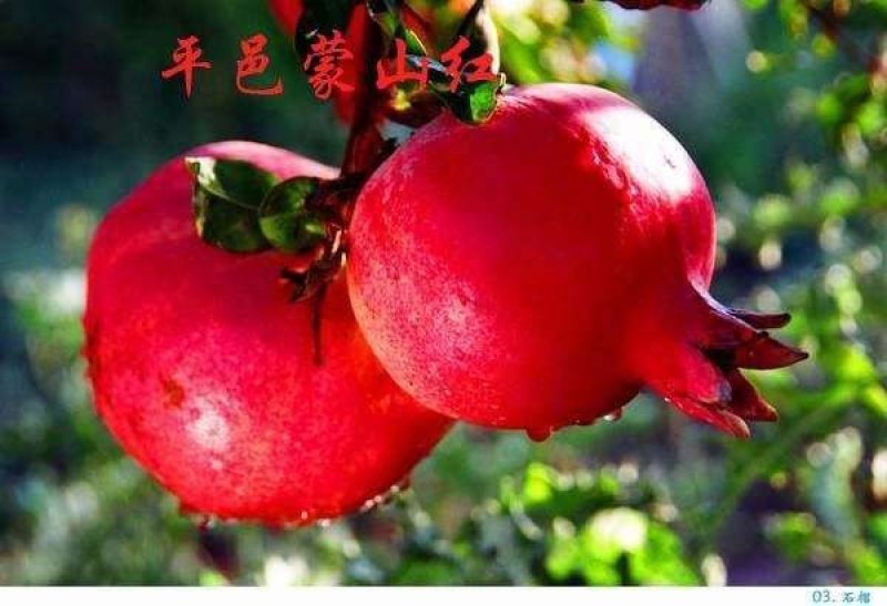 蒙阳红石榴苗，果粒饱满，品种纯正，全国包邮。全程技术指导