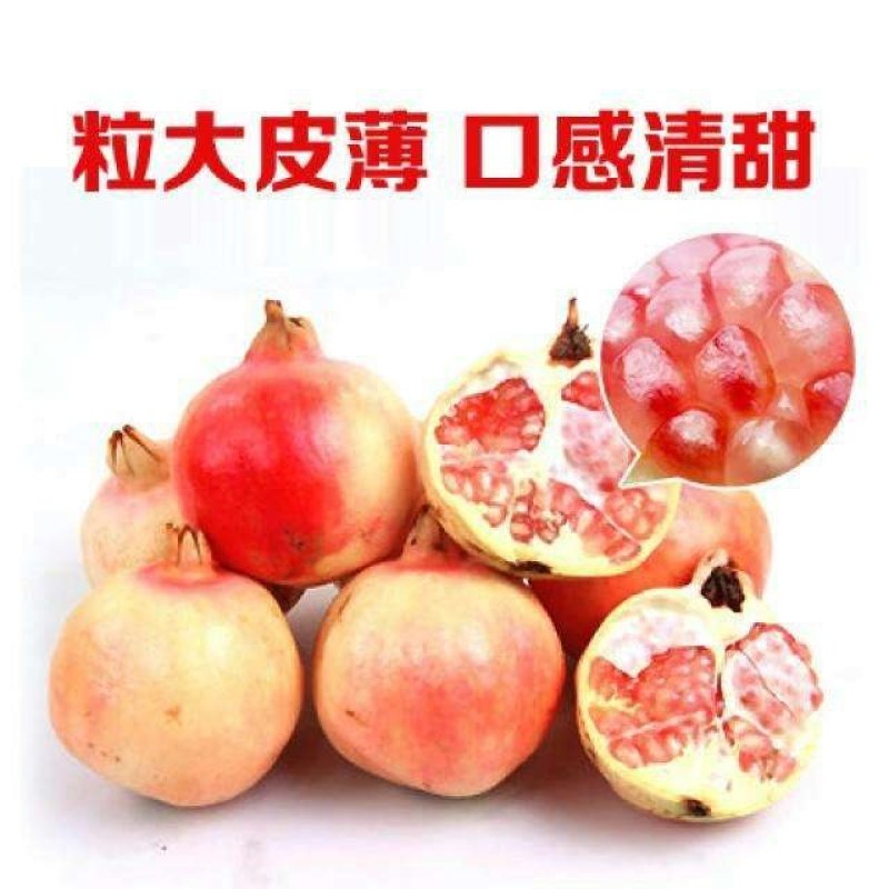 蒙阳红石榴苗，果粒饱满，品种纯正，全国包邮。全程技术指导