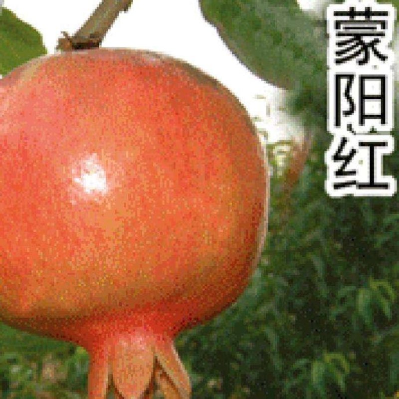 蒙阳红石榴苗，果粒饱满，品种纯正，全国包邮。全程技术指导