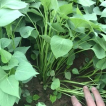 红薯苗龙九西瓜红济薯26