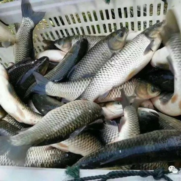 供应草鱼一到两斤