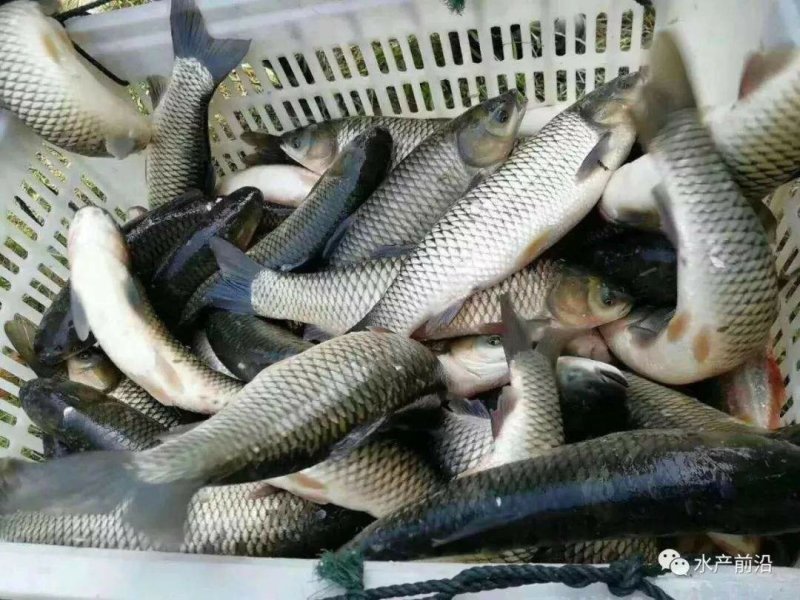 供应草鱼一到两斤
