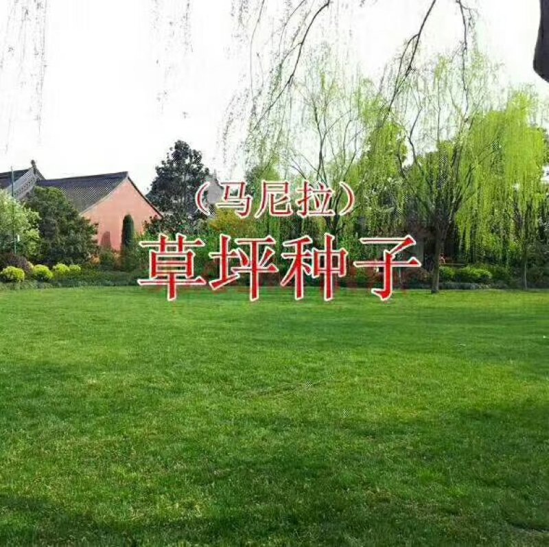 草坪种子护坡草坪公园绿化小区草坪种子