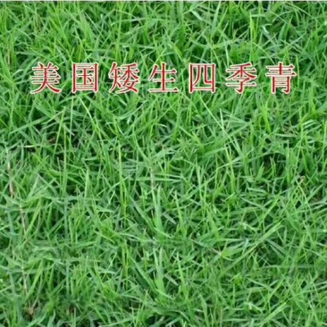 草坪种子护坡草坪公园绿化小区草坪种子