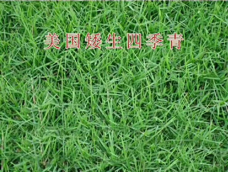 草坪种子护坡草坪公园绿化小区草坪种子