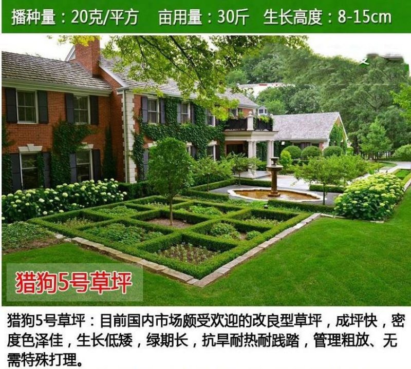 草坪种子护坡草坪公园绿化小区草坪种子