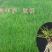 草坪种子护坡草坪公园绿化小区草坪种子