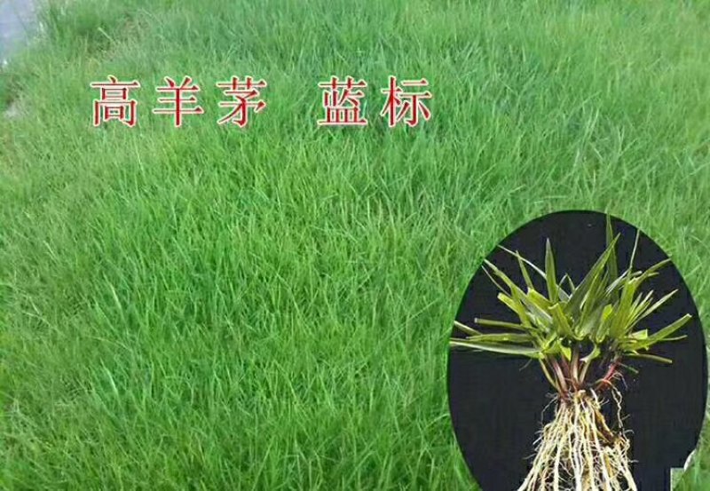 草坪种子护坡草坪公园绿化小区草坪种子