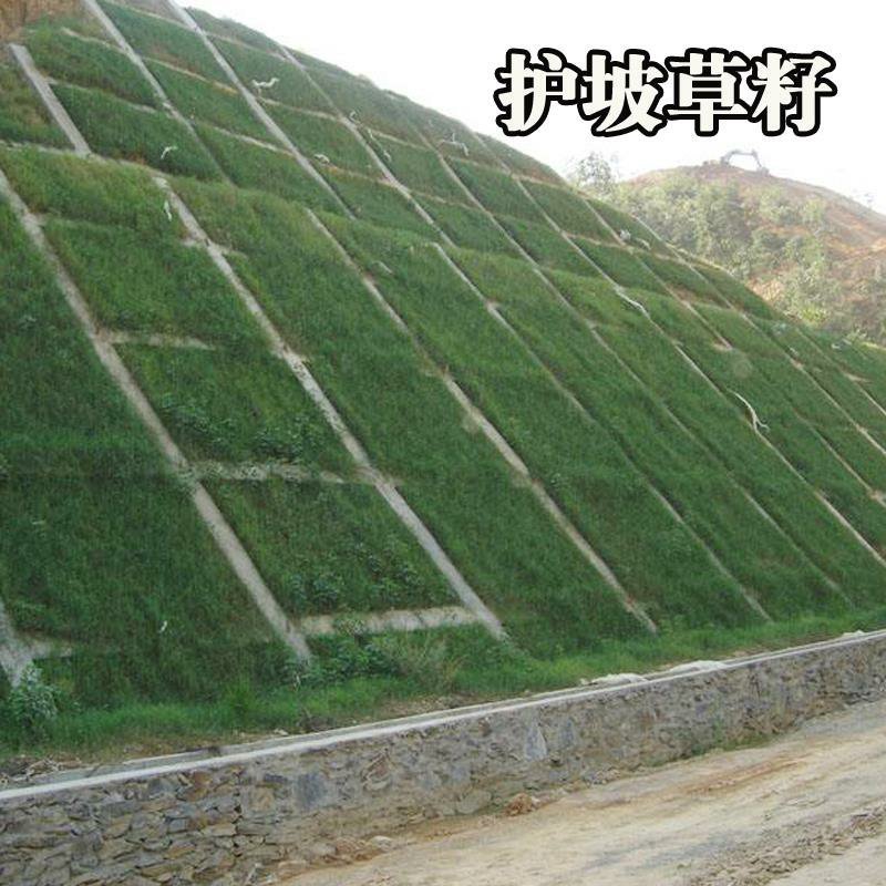 草坪种子护坡草坪公园绿化小区草坪种子