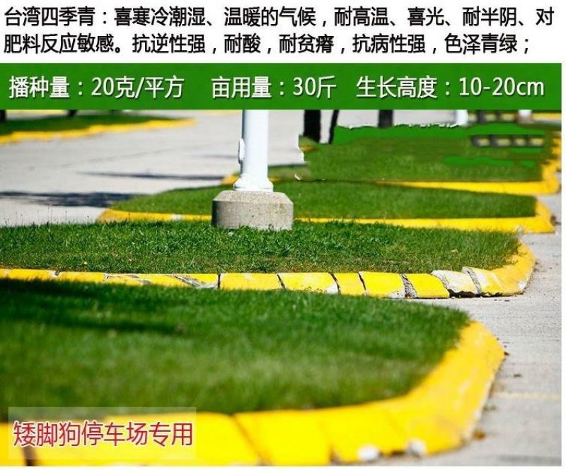 草坪种子护坡草坪公园绿化小区草坪种子