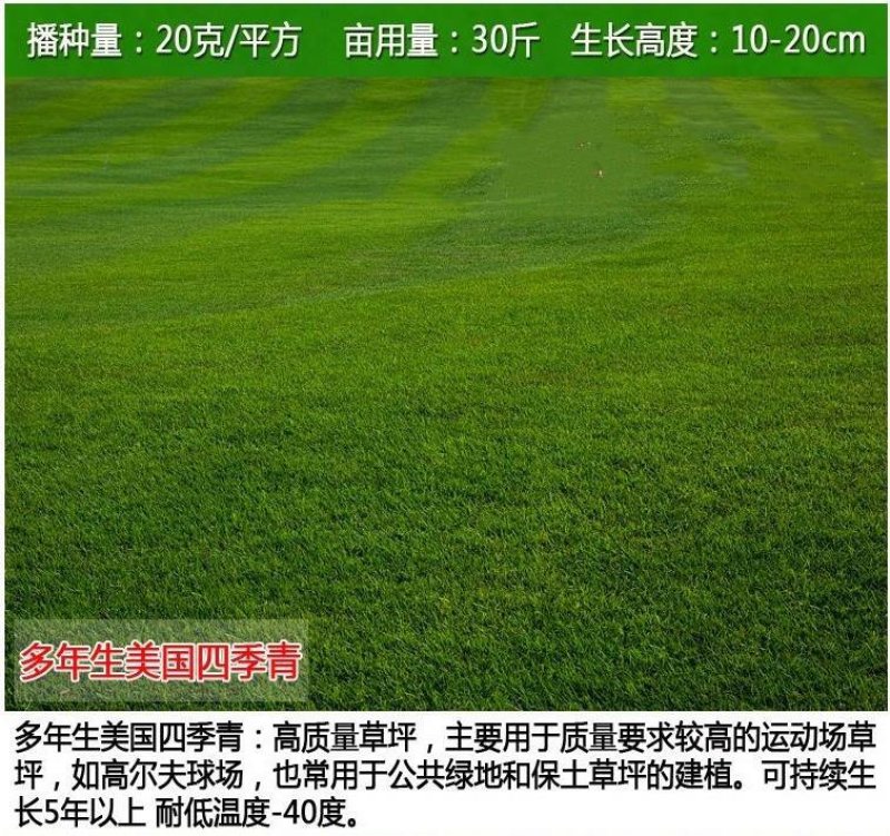 草坪种子护坡草坪公园绿化小区草坪种子
