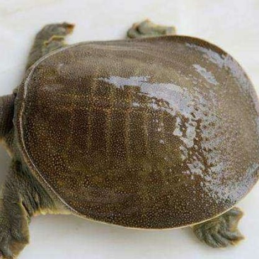 供应甲鱼一两到两斤
