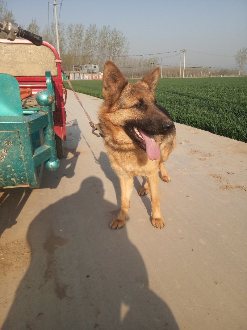 牧羊犬