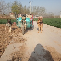 牧羊犬