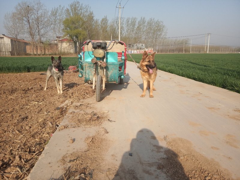 牧羊犬