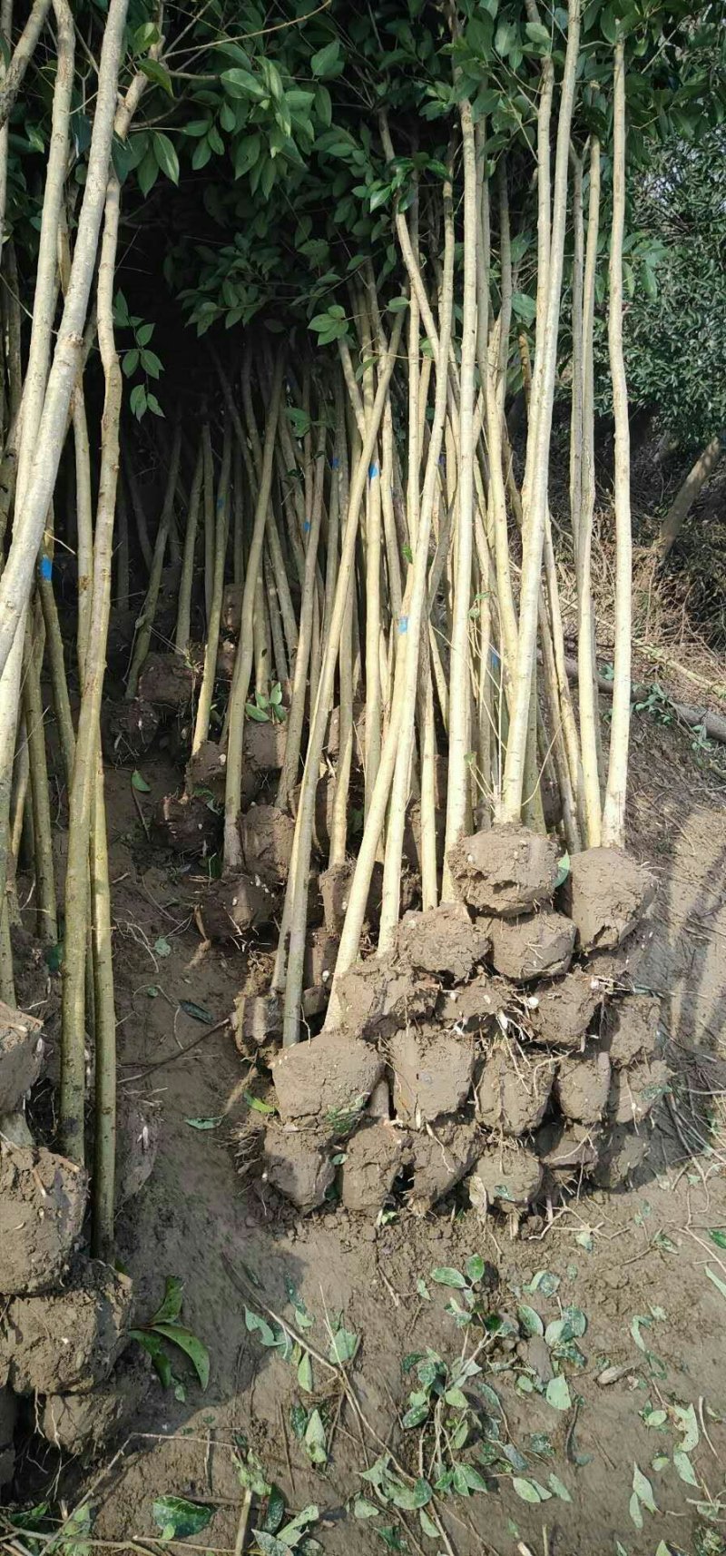 现挖现发大叶女贞，3公分一12公分有货