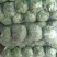 甘蓝绿甘蓝精品大头菜