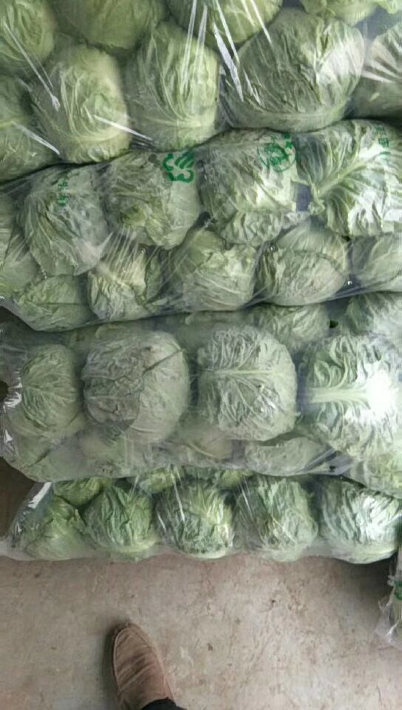 甘蓝绿甘蓝精品大头菜