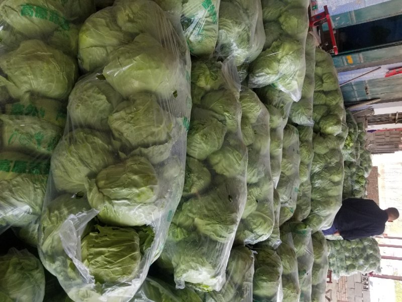 甘蓝绿甘蓝精品大头菜