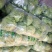 甘蓝绿甘蓝精品大头菜