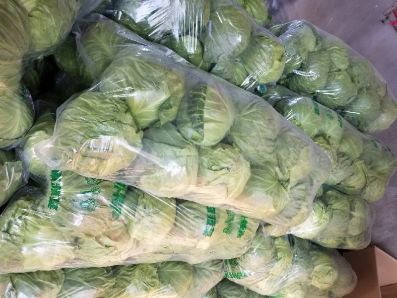 甘蓝绿甘蓝精品大头菜
