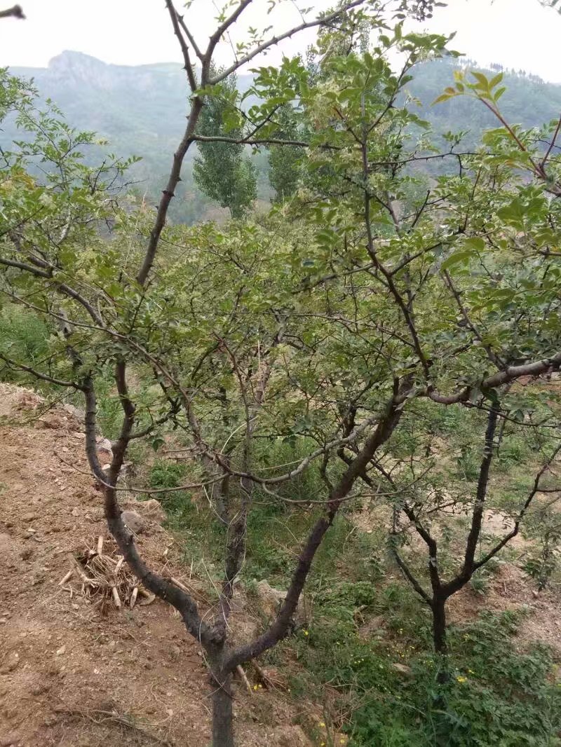 花椒芽