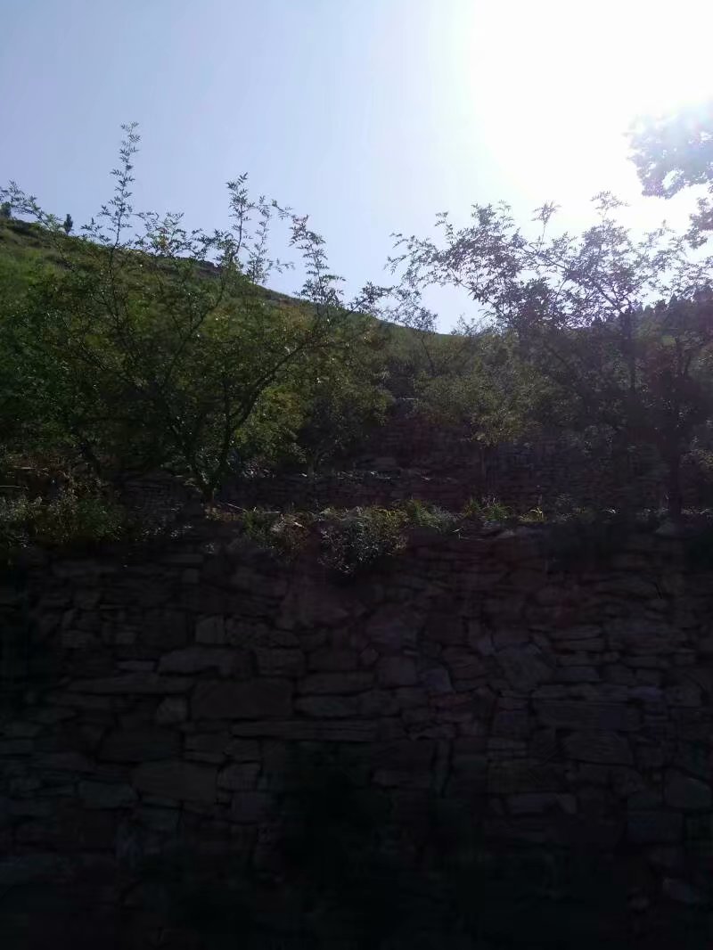 花椒芽
