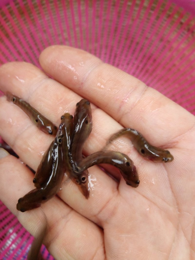 月鳢鱼苗七星鱼苗(山斑鱼苗、花星鱼苗、章公鱼苗)